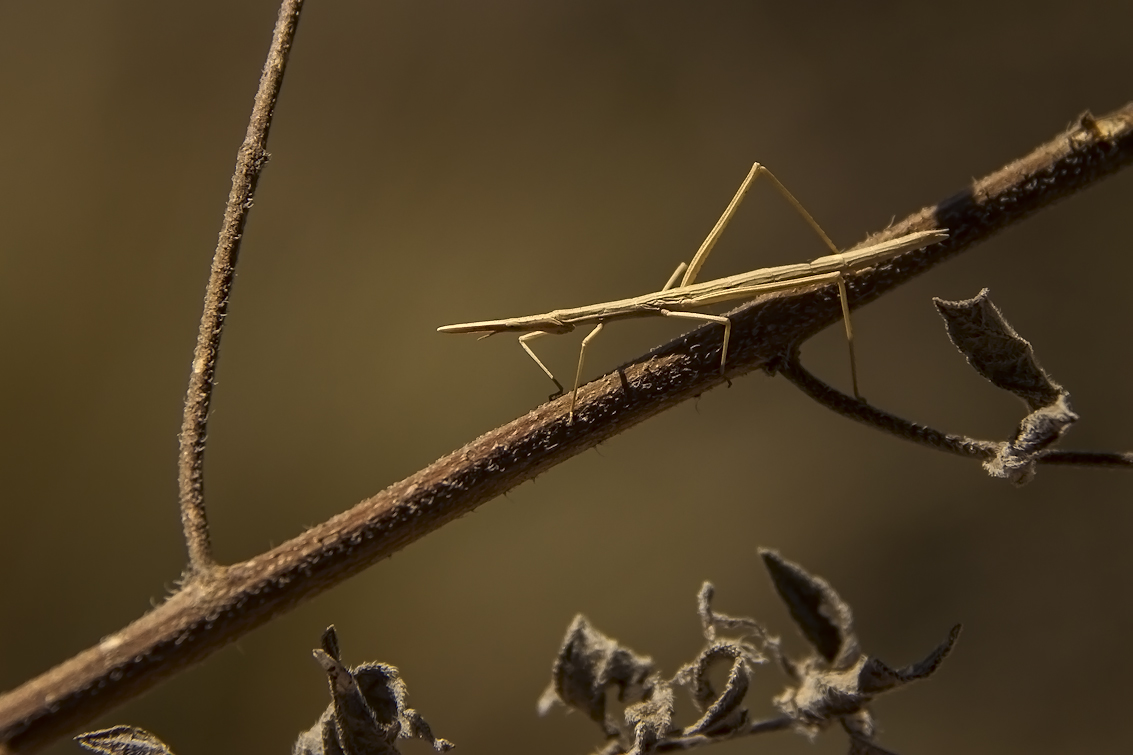 Le Phasme Baton Photo Et Image Divers Nature Images Fotocommunity