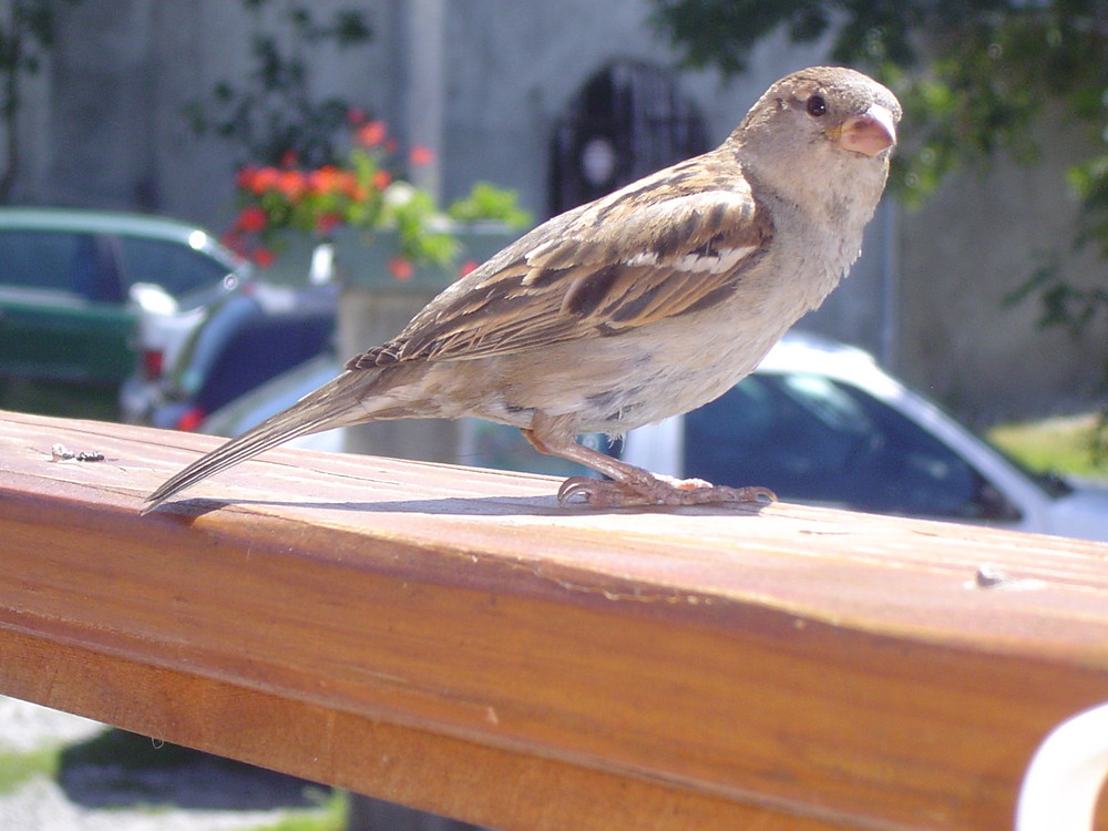 Le piaf!