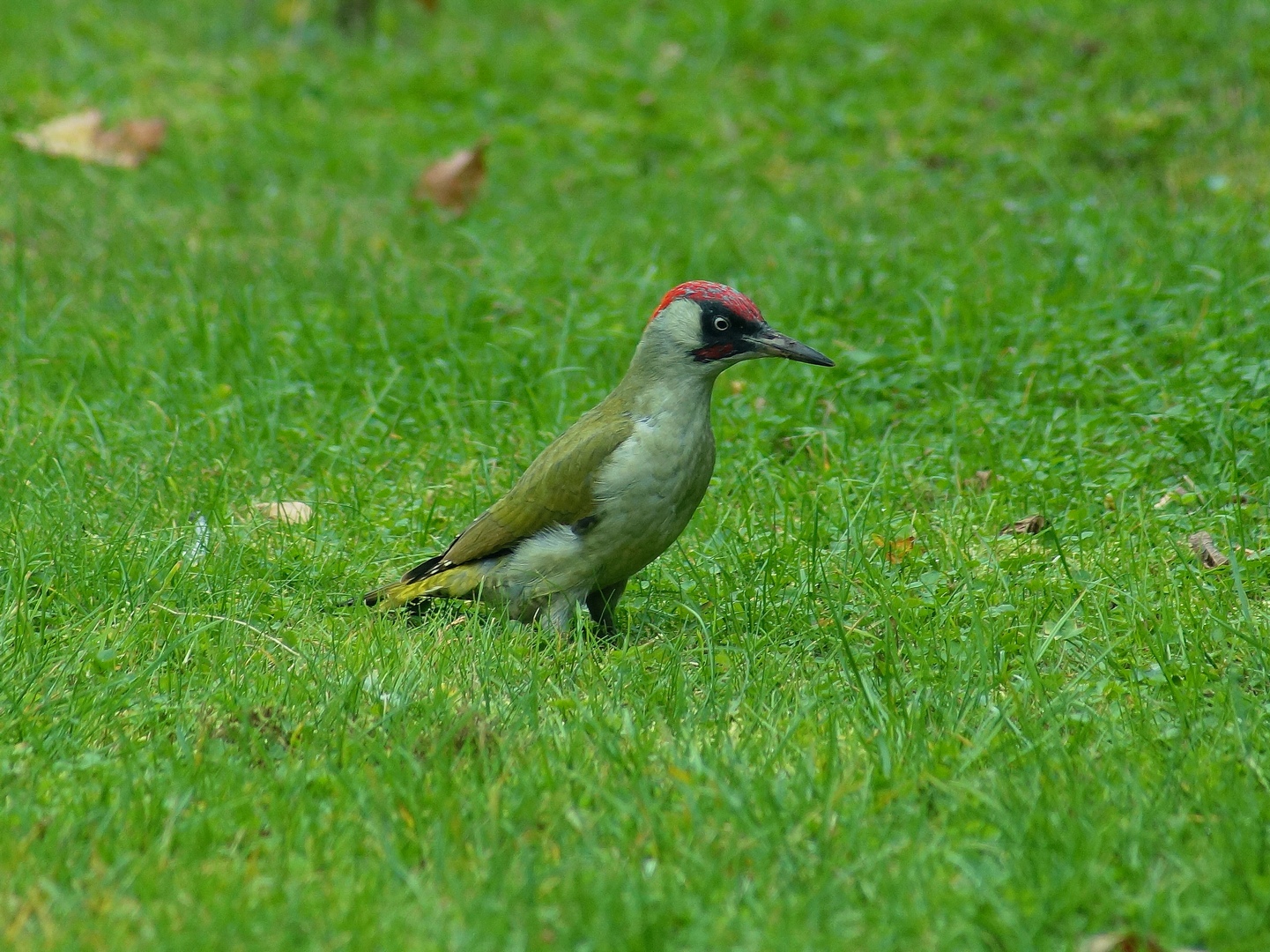 le pic-vert de mon jardin