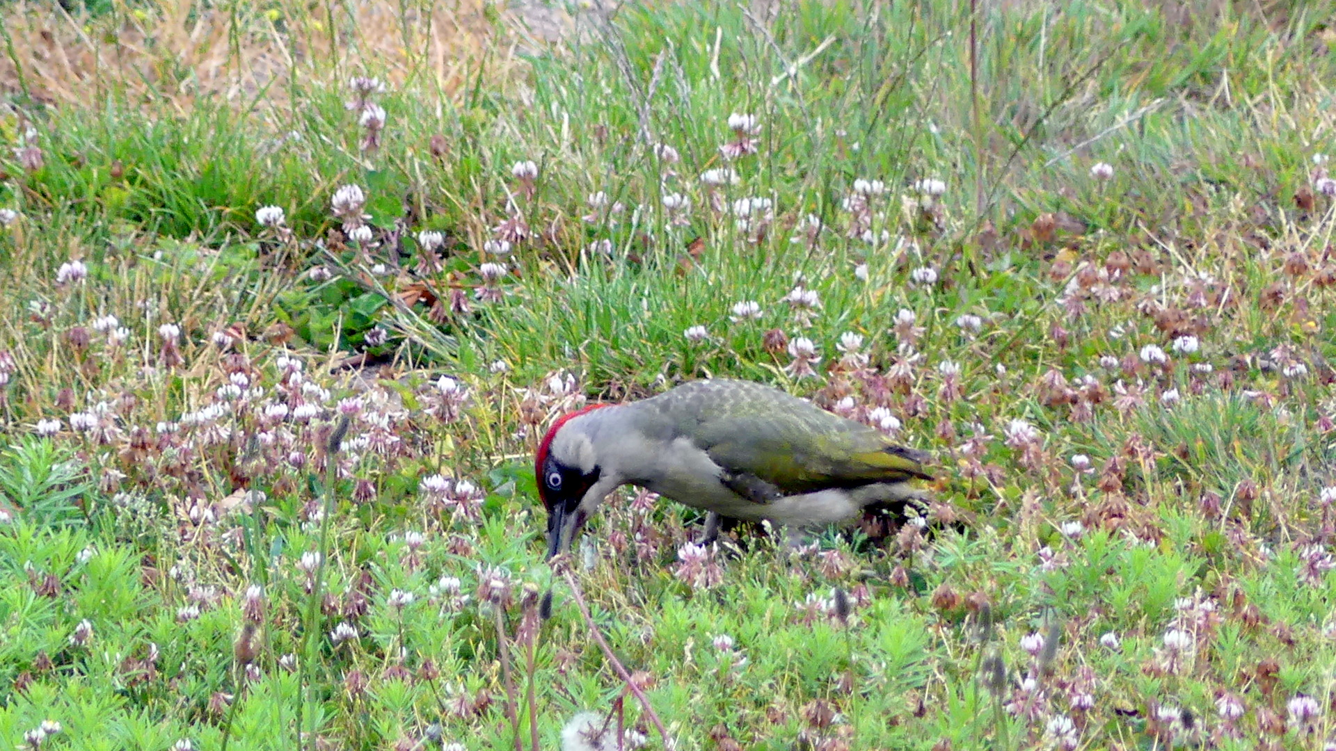 Le pic-vert d'Omiécourt