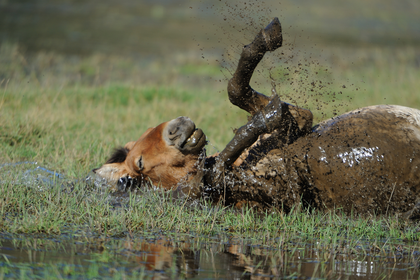 Le Pied....... du Przewalski