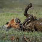 Le Pied....... du Przewalski