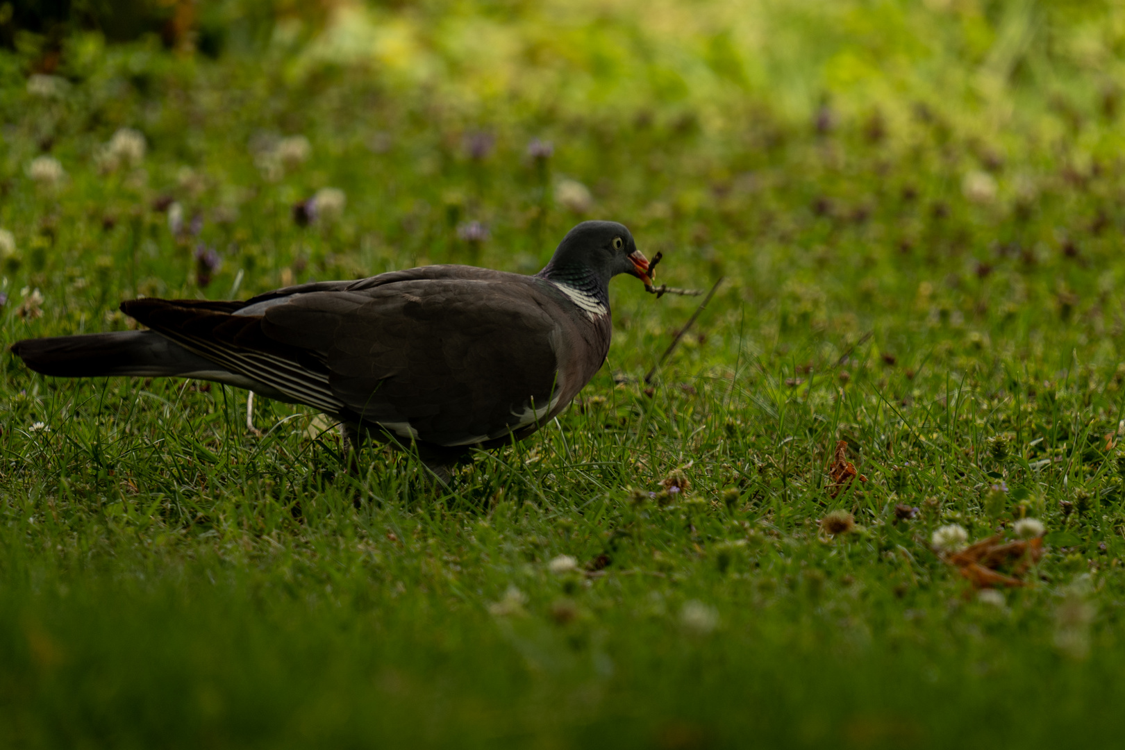 le pigeon-1