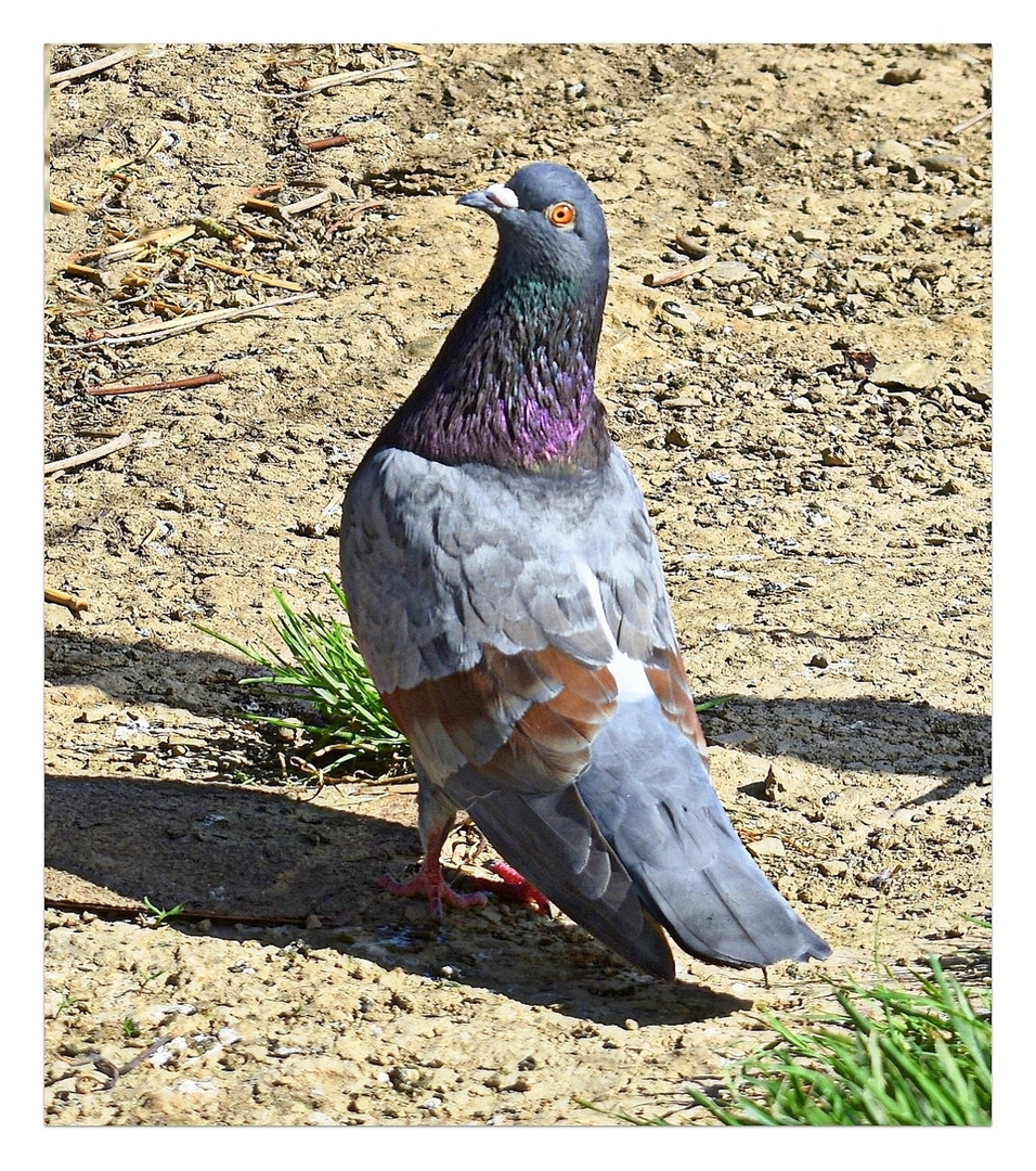 le pigeon