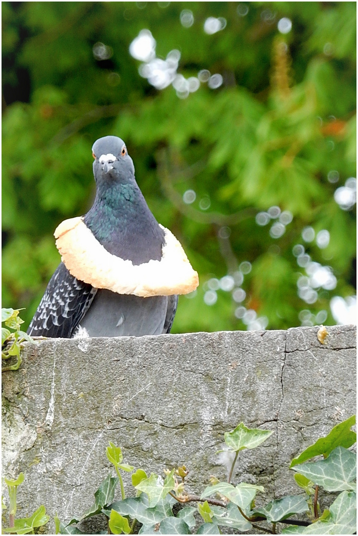 Le pigeon au collier