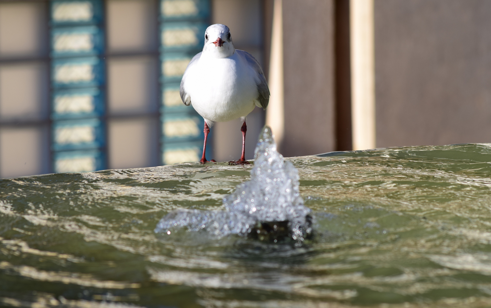 Le pigeon dans la fontaine