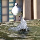 Le pigeon dans la fontaine