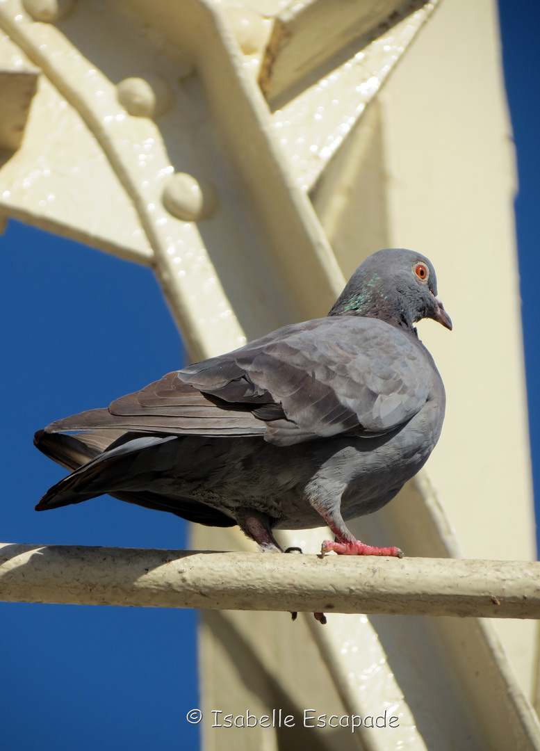 Le pigeon de La Ciotat