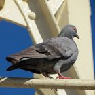 Le pigeon de La Ciotat