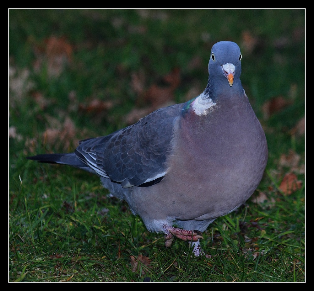 " Le pigeon "