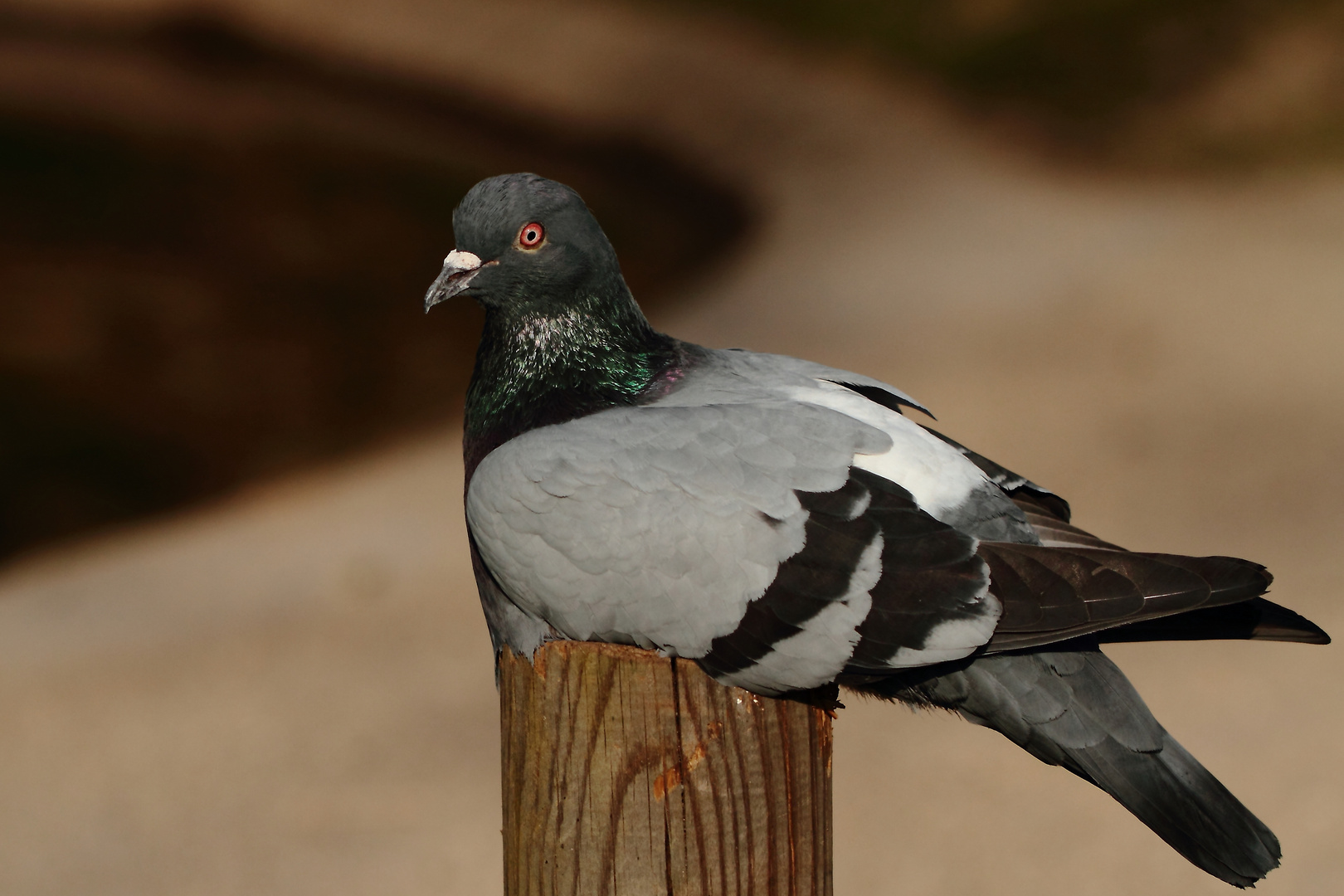 le pigeon fatigué