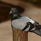 le pigeon fatigué