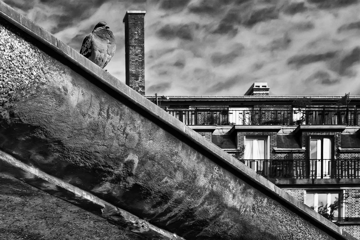 Le pigeon parisien est très fier !