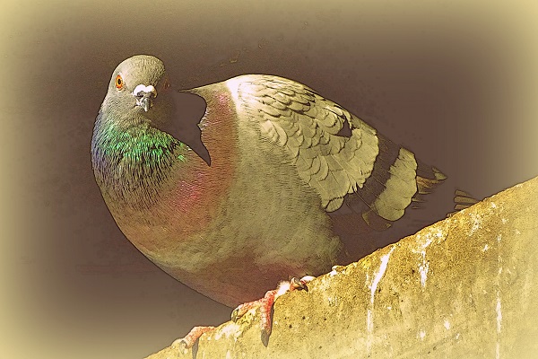 Le pigeon sous l'arche du pont