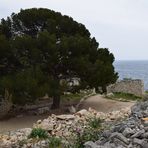 le pin centenaire