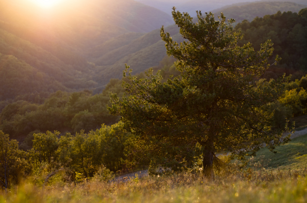 Le pin et le coucher de soleil