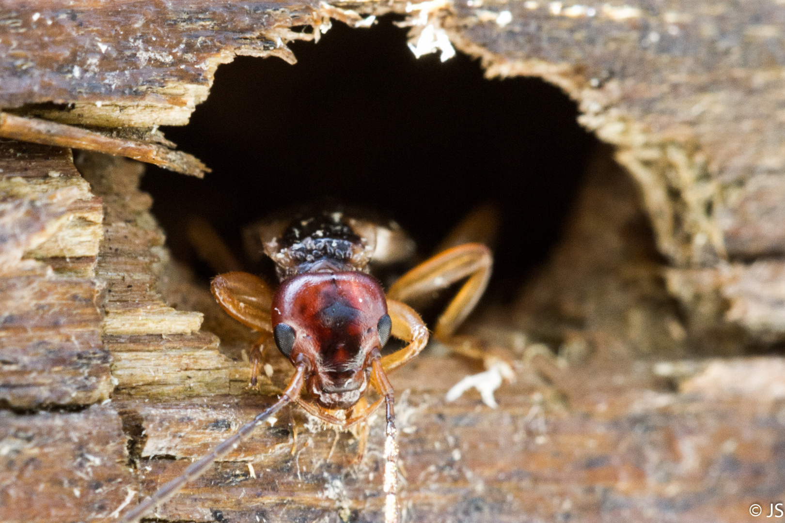 le pince oreille photo et image macro nature, macro insectes, nature Images le pince oreille photo et image macro nature, macro insectes, nature Images