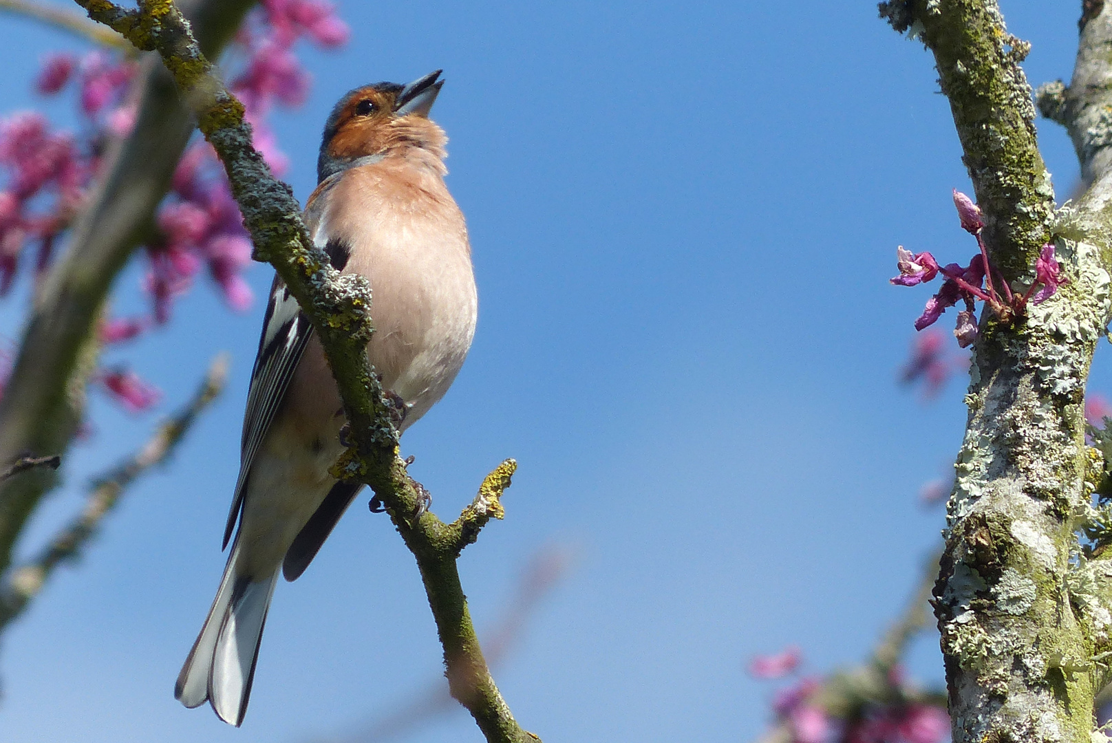 Le PINSON chante dans l'arbre de Judée. photo et image nature