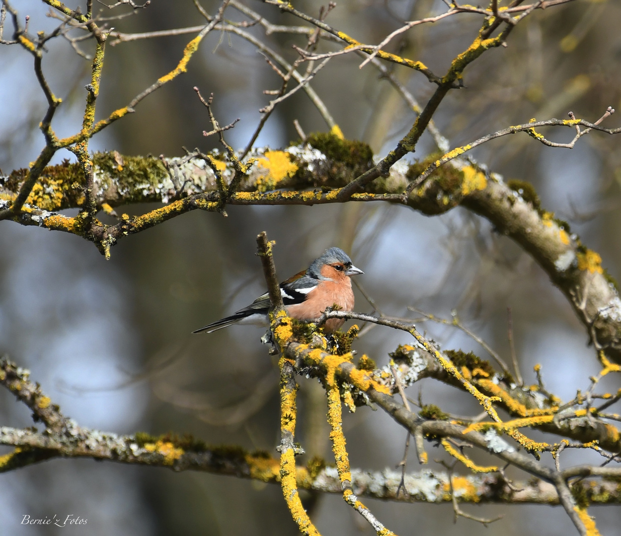 Le pinson des arbres