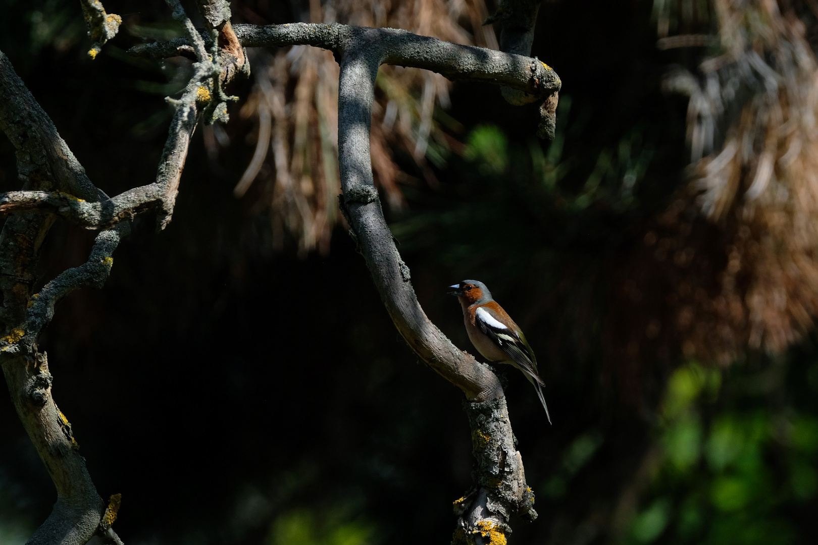 le pinson des arbres