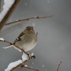 Le pinson des arbres femelle