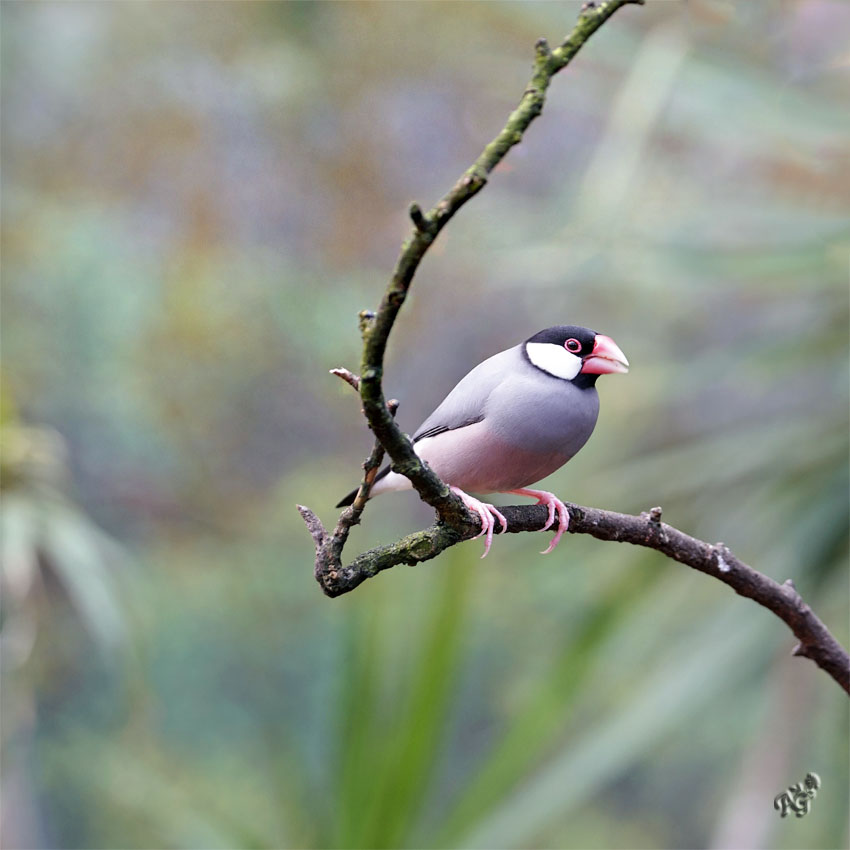Le pinson padda de Java photo et image nature animaux Le pinson padda de Java photo et image nature animaux