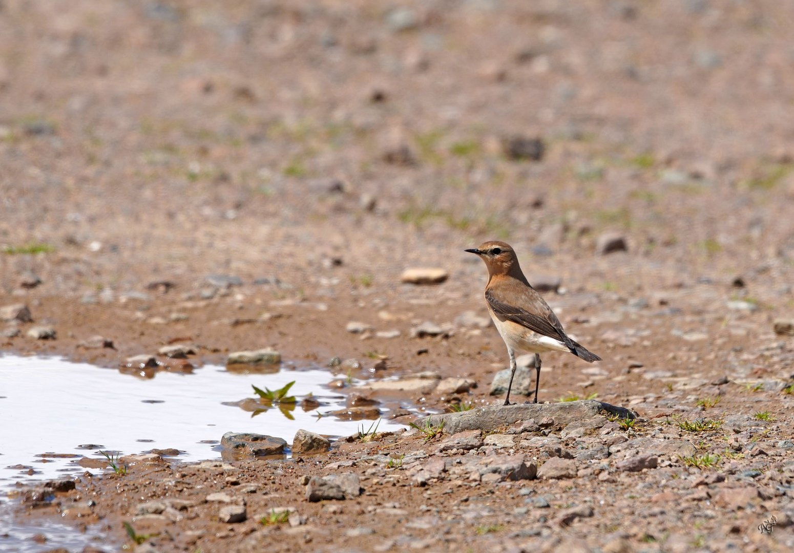 Le pipit rousseline