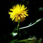 Le pissenlit (Taraxacum officinale)