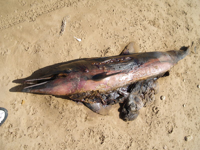 le plage du mort delphin