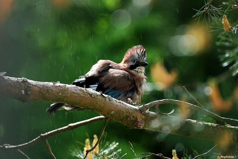 Le plaisir de la douche