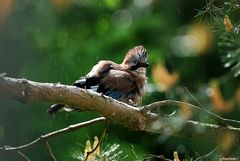 Le plaisir de la douche