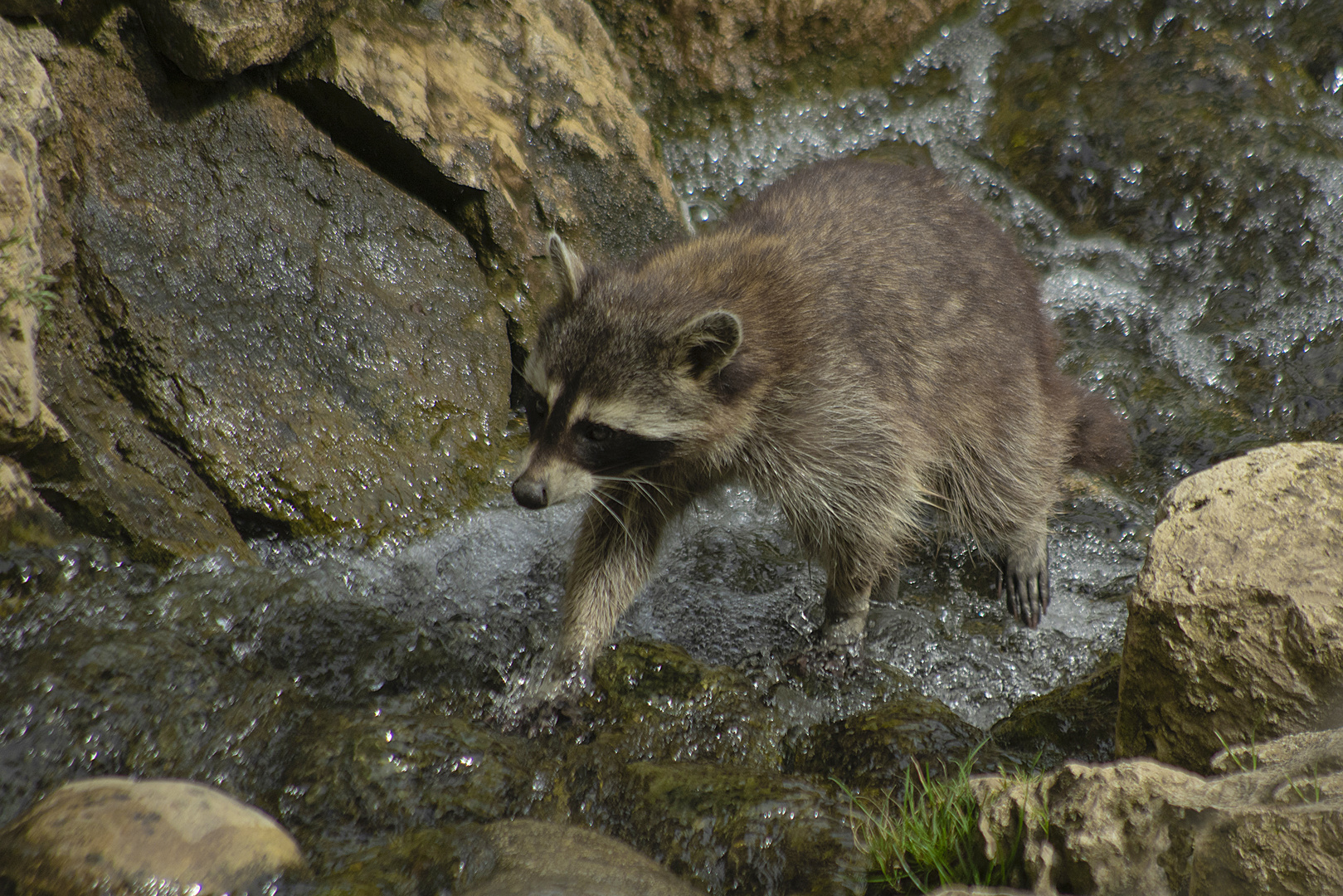 Le plaisir de patauger (Procyon lotor, raton laveur)