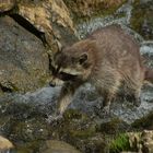 Le plaisir de patauger (Procyon lotor, raton laveur)