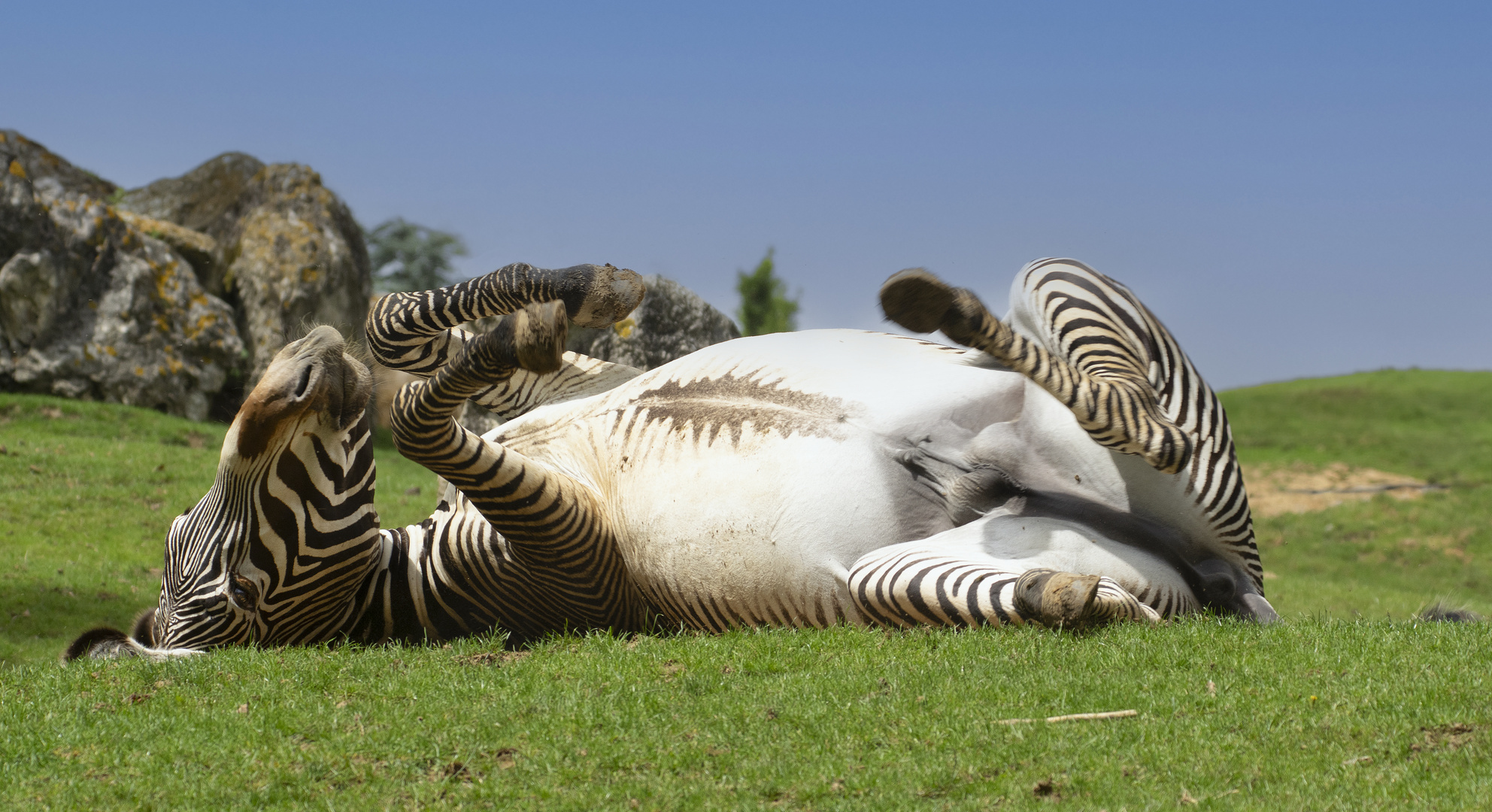 Le plaisir de se rouler ! (Equus grevyi, zèbre de Grévy