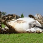 Le plaisir de se rouler ! (Equus grevyi, zèbre de Grévy