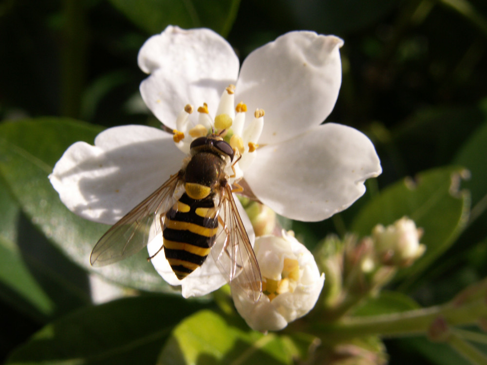 le plaisir des fleurs