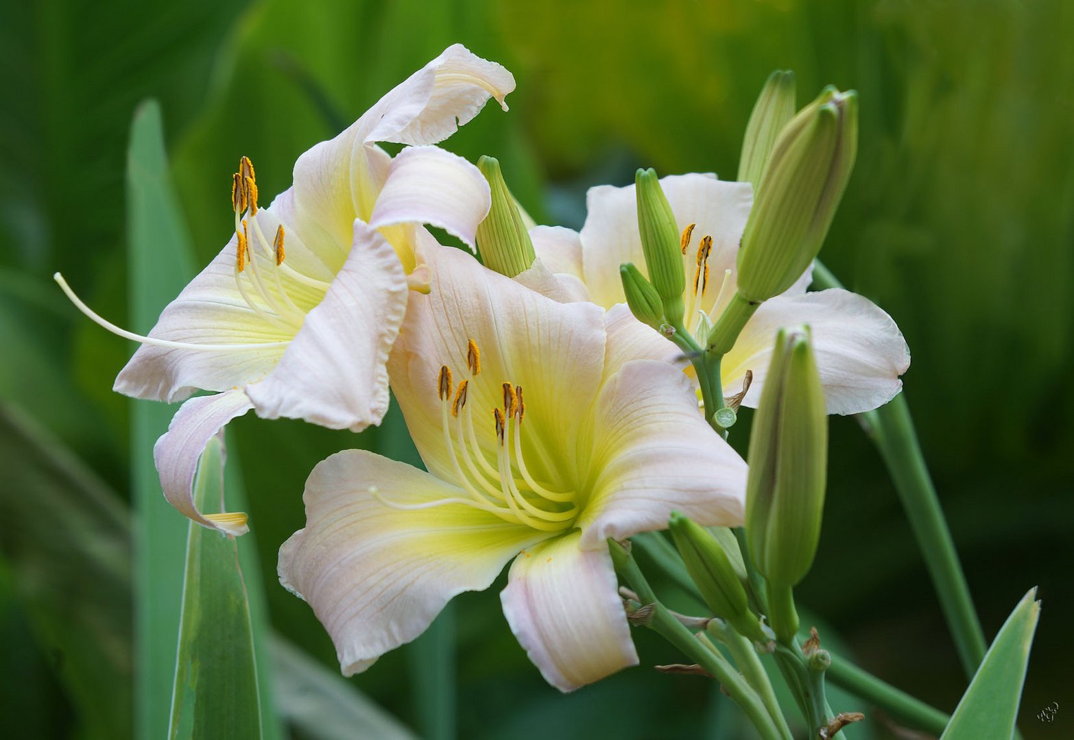 Le plaisir des fleurs.. photo et image | fleurs, fleurs et macros