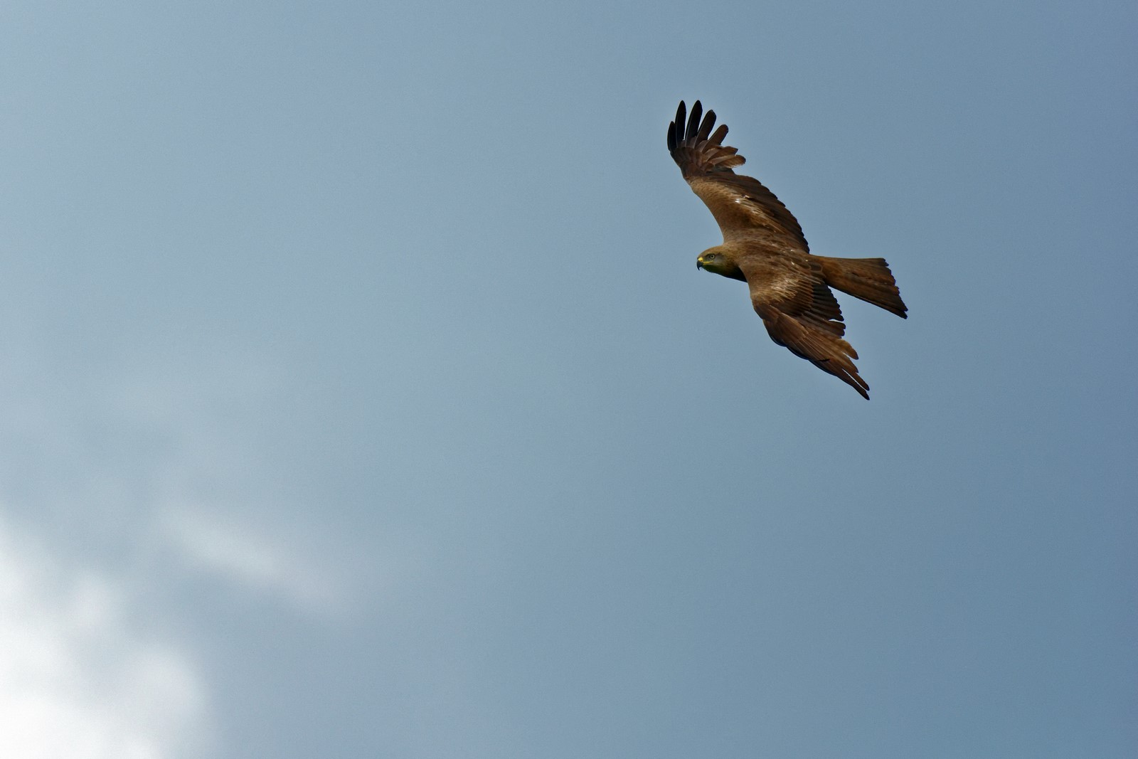 Le planeur