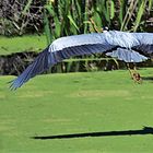 LE PLANEUR