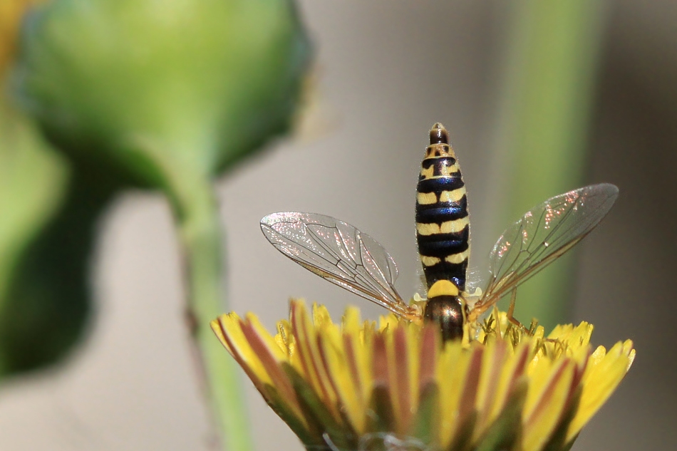 Le planté de syrphe