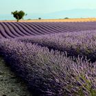 Le plateau de Valensole