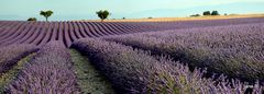 Le plateau de Valensole