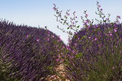 Le plateau de Valensole