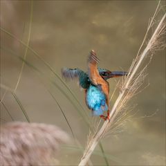 Le plongeon 