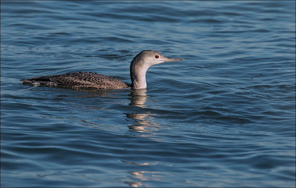 Le Plongeon catmarin 