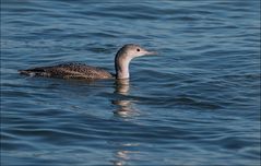 Le Plongeon catmarin 