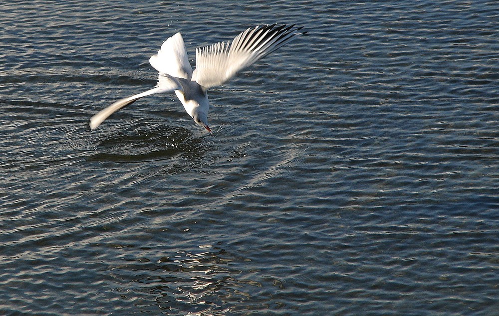 Le plongeon de la mouette 1