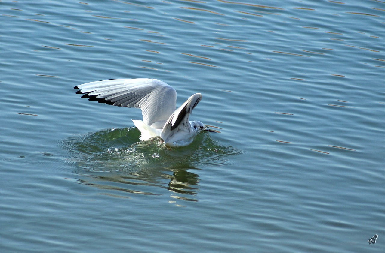 Le plongeon