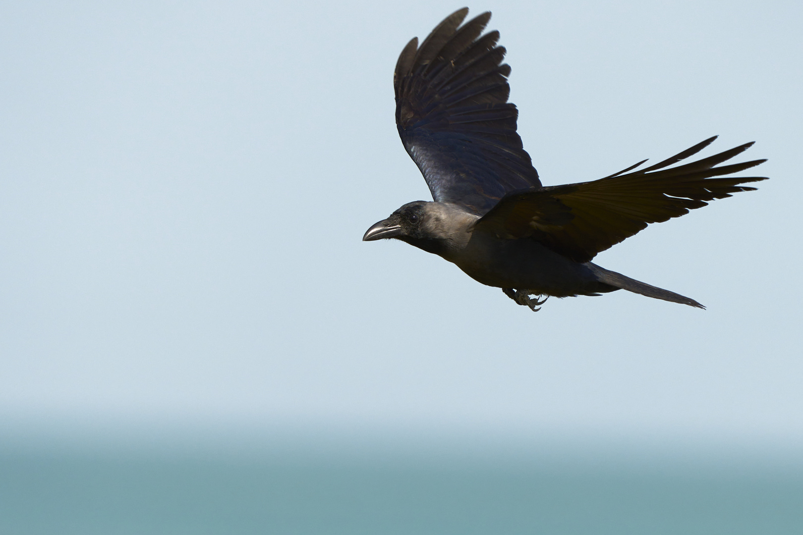 Le plumage noir volant !!