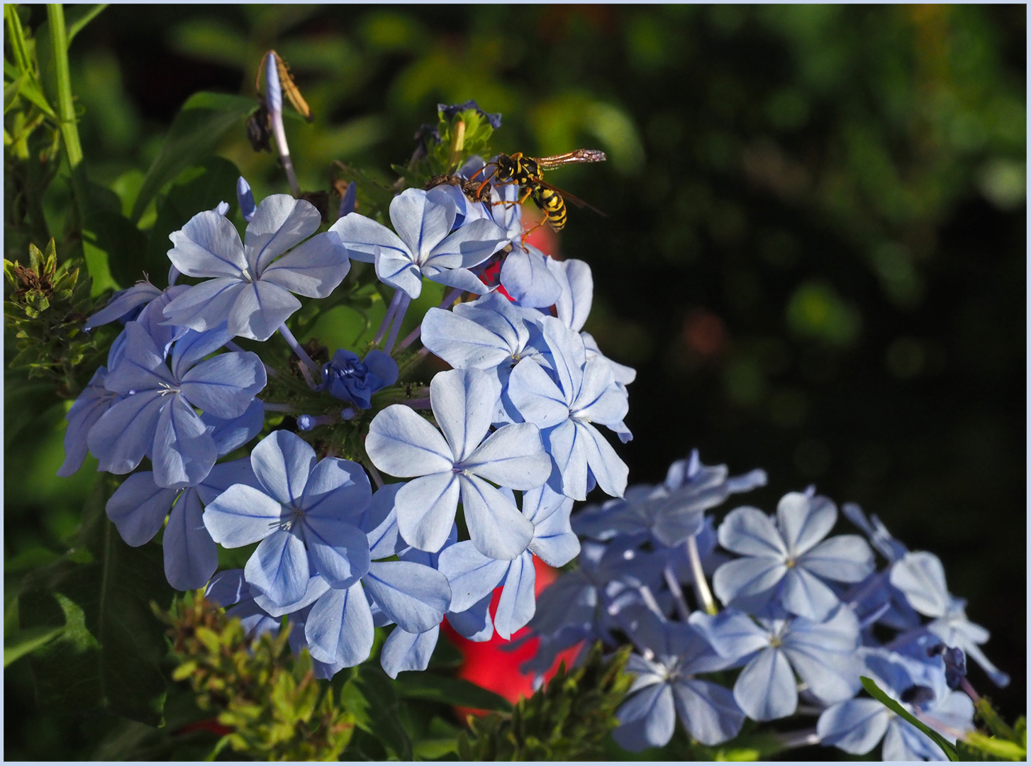 Le plumbago et sa visiteuse